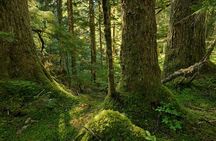 Visit Snoqualmie waterfall and an old Forest (Transport Included)
