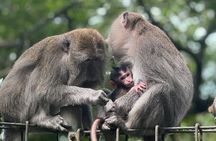 Explore Bali with a Local Private Driver – Personalized Tours
