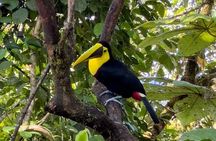 Mindo Cloud Forest Day Trip from Quito – Birdwatching & Adventure