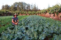 Baunti’s Farm and Industry Tour in Norfolk Island