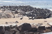 Skeleton Coast Cape Cross Seal Colony Tour