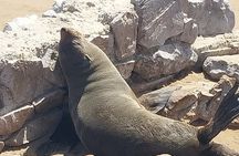 Skeleton Coast Cape Cross Seal Colony Tour