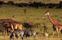 Durban to Cape Town 7 Day Adventure