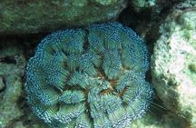 Snorkeling Experience at Mun Island Marine Park