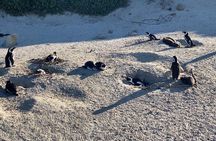 Private tour in Cape of Good Hope and Penguins from Cape Town