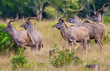 Tala Game Reserve and Natal Park Safari from Durban