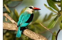 Half Day Safari Tala Game Reserve and Natal Park from Durban