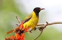 Garden Route and Addo National Park 4 Day Safari