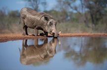 2-Day Kruger National Park Safari Adventure from Johannesburg