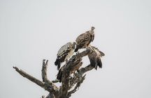 4 Days Wildlife Safari in Tanzania