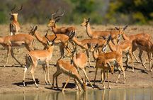 2-Day Kruger National Park Safari Adventure from Johannesburg
