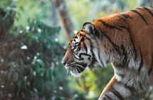 Panna Tiger Reserve Buffer Zone Safari
