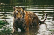 Panna Tiger Reserve Buffer Zone Safari