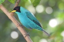 Birdwatching in Guatapé with Around 400 Bird Species