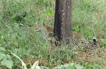 5-Days Witnessing the Nature's Greatest Migration in Serengeti