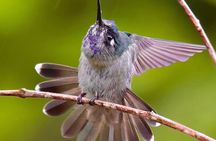 Manuel Antonio Esquipulas Birdwatching Tour