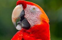 Manuel Antonio Esquipulas Birdwatching Tour