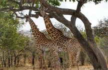 3-Day Safari in Mikumi, Udzungwa NP and Maasai Village Tour