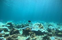 Phuket: 1 coral reef dive with PADI certification from G beach