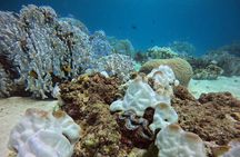 Phuket: 1 coral reef dive with PADI certification from G beach