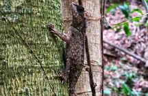 Wildlife Sanctuary Trekking in Khao Phra Thaeo with Lunch