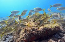 Guided Snorkelling Experience in South of Gran Canaria 