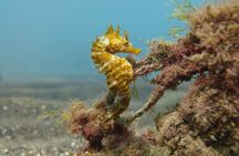 Guided Snorkelling Experience in South of Gran Canaria 