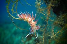 Try Scuba Diving for Beginners by Boat on Diaporos Island
