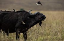 Explore Kenya: 5-Day Group Safari Adventure