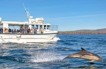 Dolphin Discovery Eco Tour