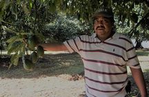 The Avocado Tour