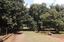 The Avocado Tour