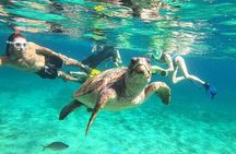 snorkeling ,Turtle Watching in Cyprus