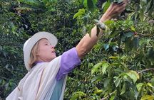 Coffee tour with cable car in Medellin