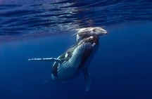 4 Hour Private Humpback Whales Encounter in Moorea