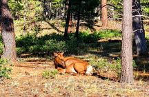 Grand Canyon South Rim Tour with Lunch included
