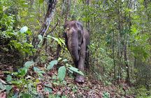 Chiang Mai: Elephant Sanctuary Observation, Doi Inthanon & Hiking