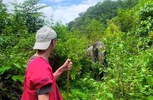 Chiang Mai 3 Activity Sunrise Suthep Temple Elephant Sanctuary