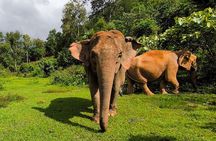 Chiang Mai: Thai Cooking Class and Elephant Sanctuary Observation