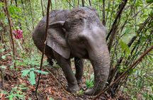 Chiang Mai Half Day Elephant Sanctuary Observation and Waterfall