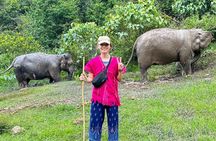 Chiang Mai Half Day Elephant Sanctuary Observation and Waterfall