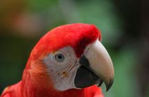 Carara National Park Guided Tour