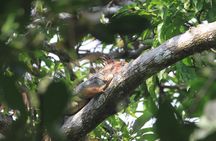 Carara National Park Guided Tour