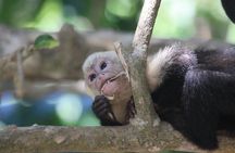 Carara National Park Guided Tour