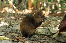 Carara National Park Guided Tour