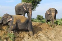 From Delhi: Taj Mahal Tour with Elephant Conservation Centre