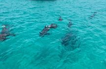 Shell Island Dolphin Sightseeing Boat Tour in Panama City Beach