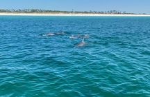Shell Island Dolphin Sightseeing Boat Tour in Panama City Beach