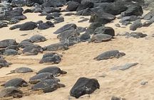 Scenic Road to Hana Adventure with Brunch 