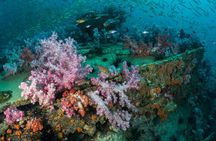 3 Fun Dives King Cruiser Wreck and Koh DokMai for Certified diver